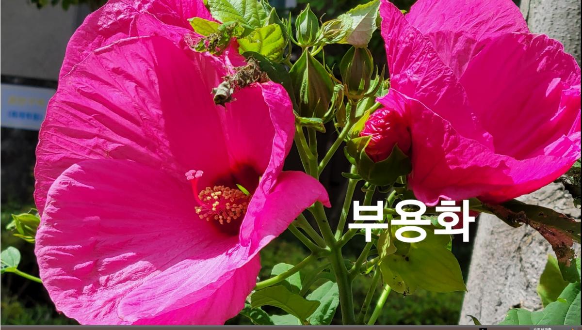 부용화-게시.jpg